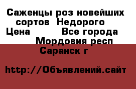 Саженцы роз новейших сортов. Недорого. › Цена ­ 350 - Все города  »    . Мордовия респ.,Саранск г.